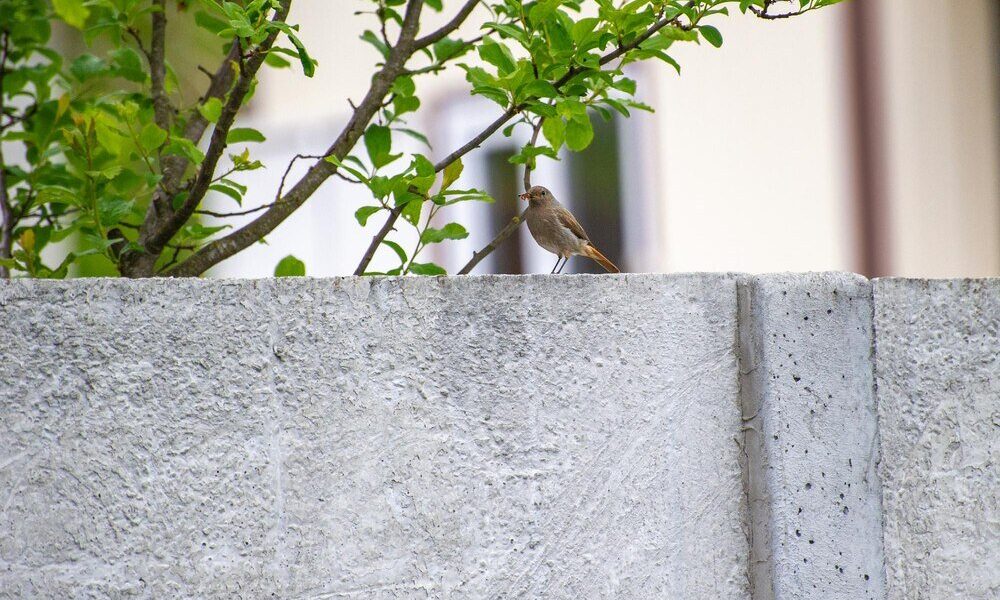 Jak upiększyć betonowy płot – pomysły na metamorfozę ogrodzenia