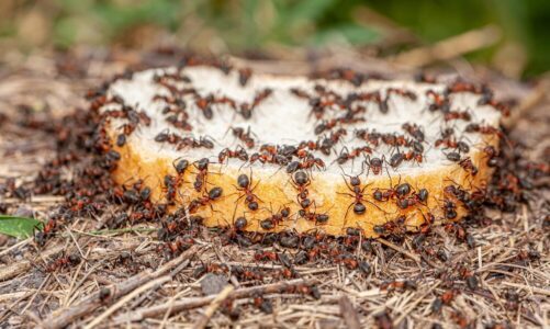 Jak znaleźć gniazdo mrówek w domu i skutecznie je usunąć